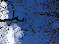 Photo by Sheila Webber of tree branches against the sky in February 2024